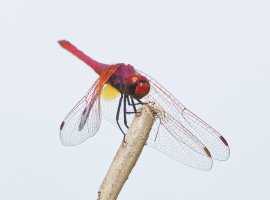 3R3A0877-DxO_scarlet_darter_dragonfly.jpg