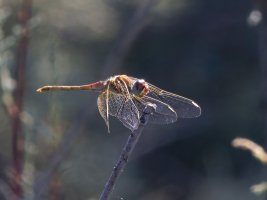 309A9515-DxO_red-veined_Darter_dragonfly-ls-sh-M.jpg