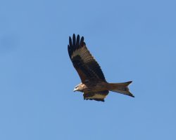 309A9726-DxO_red_kite_flying.jpg