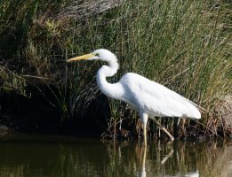 309A9869-DxO_great_white_egret.jpg