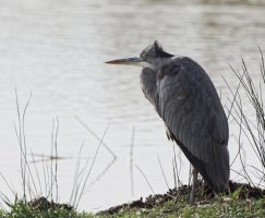 309A0010-DxO_Heron_crop.jpg