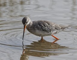 309A0036-DxO_spotted_redshank.jpg