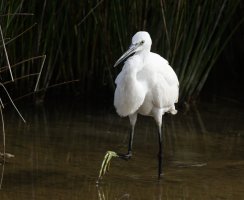 309A0022-DxO_little_egret small.jpg
