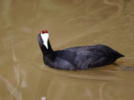 309A0091-DxO_red_crested_coot small.jpg