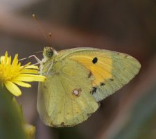 Clouded_yellow_butterfly.jpg