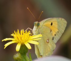 3R3A1256-DxO_Clouded_Yellow_butterfly-lsshM.jpeg