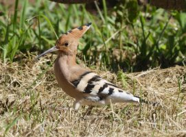 309A0476-DxO_hoopoe_crown_closed.jpg