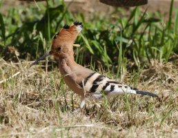 309A0477-DxO_hoopoe_crown_opening.jpg