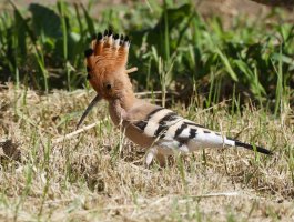 309A0480-DxO_hoopoe_crown_open.jpg