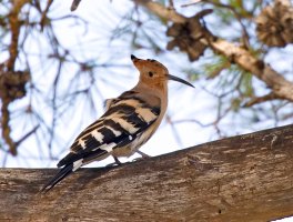 309A0409-DxO_hoopoe_on_branch_Aut.jpg