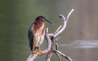 Night Heron.jpg