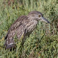 309A1195-DxO_Juvenile_night_black_crowned_night_heron_v.crop.jpg
