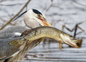 DSC_3367-DxO_heron+fish_mouth_open_CV+0.5ev copy.jpg