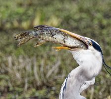 DSC_3509-DxO_heron_swallowing_pike_cv copy.jpg