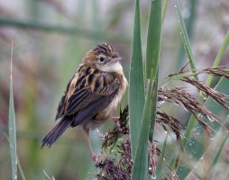 3R3A1251-DxO_zitting_cisticola_aut.jpg