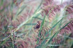 309A1048-DxO_cisticola_full.jpg