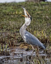 DSC_3529-DxO_Heron_swallowing_pike_cv-1.jpg