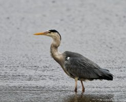 DSC_3546-DxO_Heron_after_swallowing_pike_cv.jpg