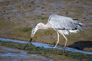 Blue Heron - K1A9486.jpg