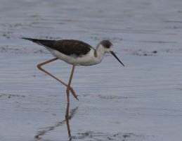 309A0858-DxO_black_winged_stilt xd.jpg
