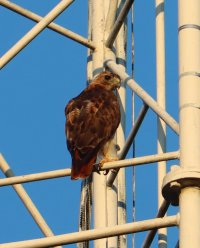 IMG_0602 picasa crop - Copy.JPG