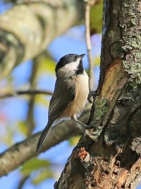 5D3_0397s3 fix - Copy.JPG