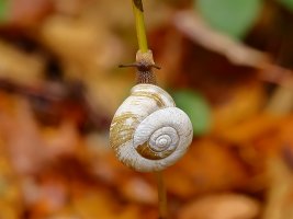 Williams River snail 5323.JPG