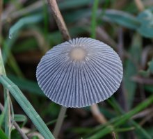 309A5651-DxO_pleated_inkcap_mushroom.jpg