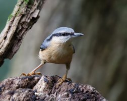 309A5776-DxO_Nuthatch-tden.jpeg