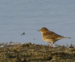 3R3A1726-DxO_Meadow_pipit.jpg