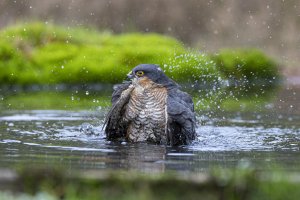 Sparrowhawk S.jpg