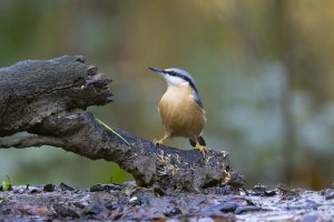 Nuthatch S.jpg