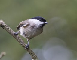 309A5865-DxO_Marsh_tit_XD.jpg