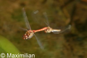 darter_2022_12.JPG