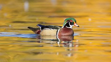 Male Wood Duck.jpeg