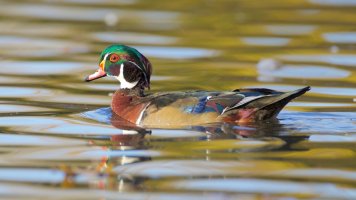 Another Male Wood Duck.jpeg