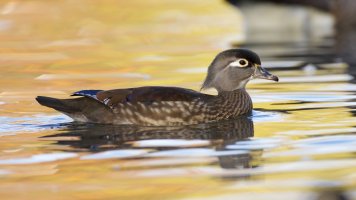 Female Wood Duck.jpeg