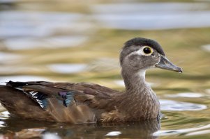 Juvenile Female Wood Duck.jpeg