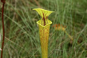 Yellow Pitcher Plant (Sarracenia flava) 3917 resized.JPG