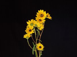 Narrow-Leaved Coreopsis (Helianthus angustifolius) Turner Road 5204.JPG