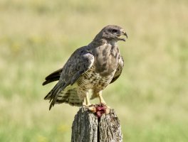 _MG_0613 copy-topaz-denoise-sharpen-topaz-denoise-sharpen.jpg