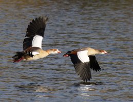 3R3A2051-DxO_Egyptian_goose_flying_2*-td.jpeg