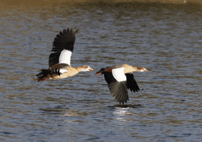 Egyptian_geese_flying.gif