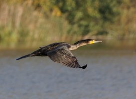 3R3A1988-DxO_Cormorant_flying-ts.jpeg