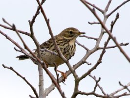 3R3A1831-DxO_Meadow_pipit.jpg
