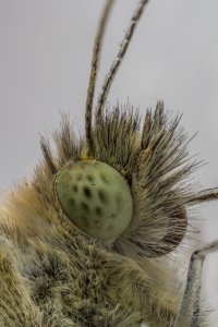 20151015 1320 NEDERLAND AMERSFOORT - CANON EOS M - MP-E65MM F-2.8 1-5X MACRO PHOTO AT 65 MM -...jpeg