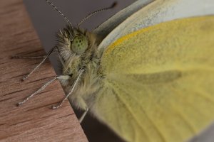 20151014 1318 NEDERLAND AMERSFOORT - CANON EOS M - MP-E65MM F-2.8 1-5X MACRO PHOTO AT 65 MM -...jpeg