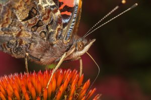 20200715 1426 Nederland Amersfoort - Canon EOS RP - MP-E65mm f-2.8 1-5x Macro Photo at 65 mm ...jpeg
