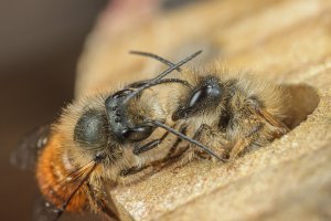 20200405 1534 Nederland Amersfoort - Canon EOS M6 Mark II - MP-E65mm f-2.8 1-5x Macro Photo a...jpeg