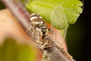 20190524 1517 NEDERLAND AMERSFOORT - CANON EOS RP - MP-E65MM F-2.8 1-5X MACRO PHOTO AT 65 MM ...jpeg